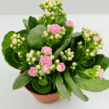 Kalanchoe - Pot 10.5cm