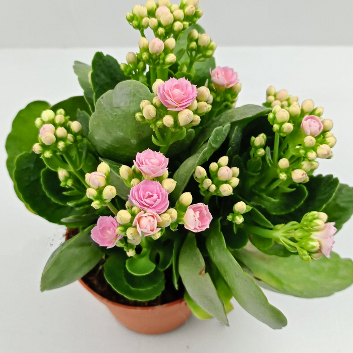 Kalanchoe (Local) - Pot 10.5cm