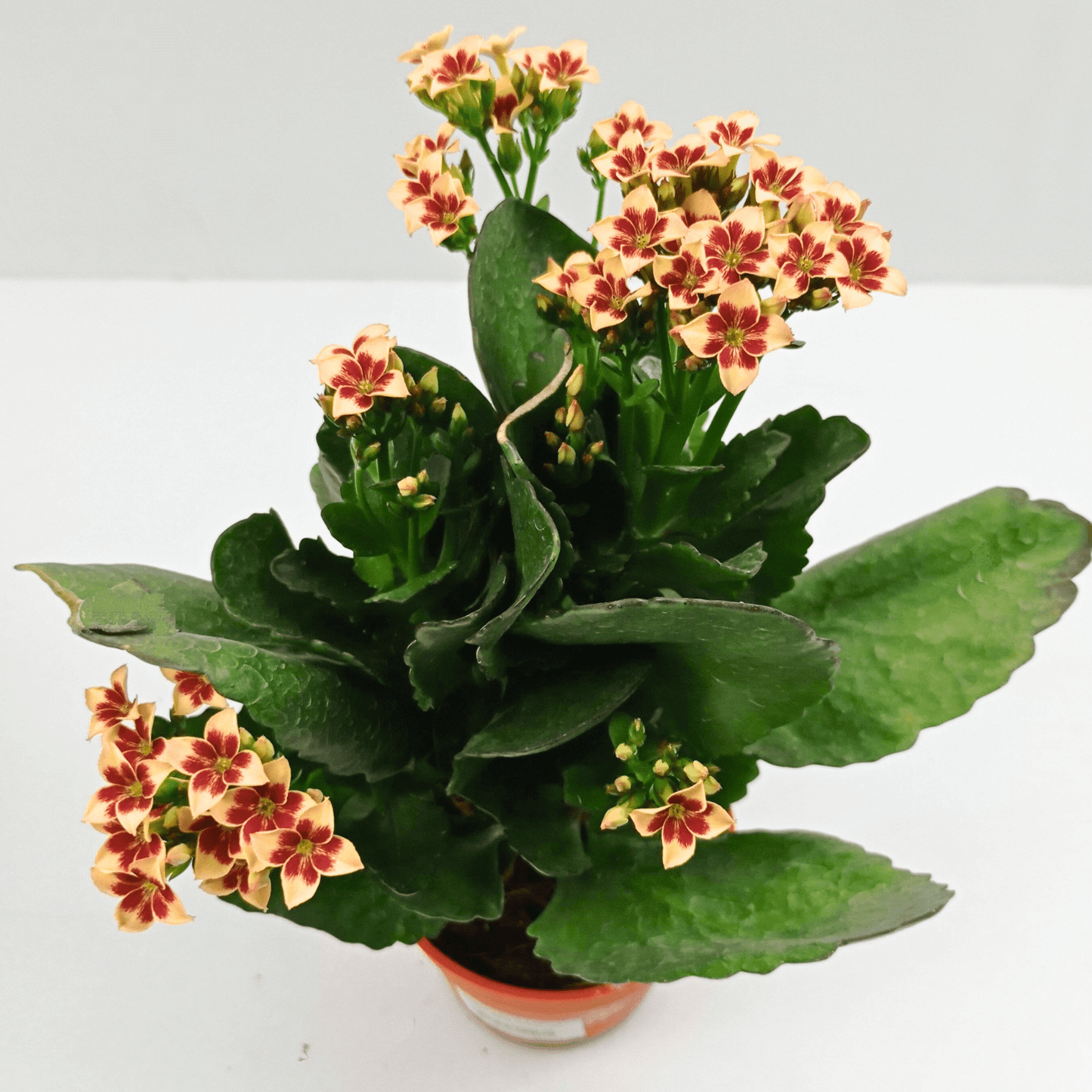 Kalanchoe - Pot 10.5cm