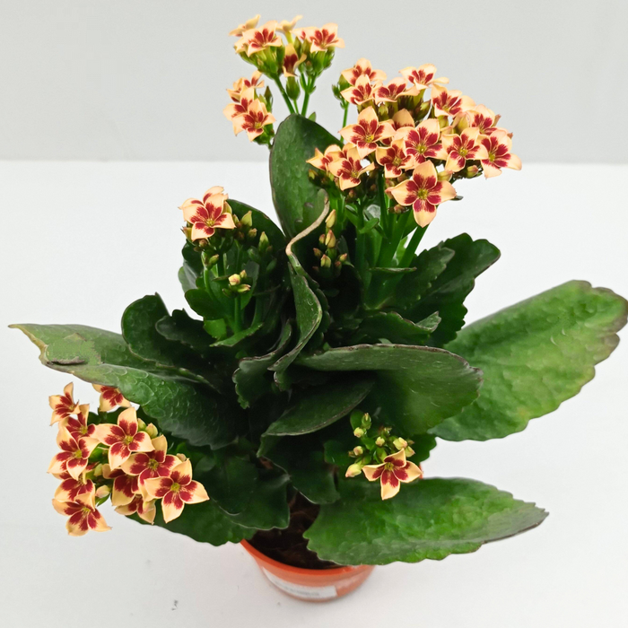 Kalanchoe (Local) - Pot 10.5cm