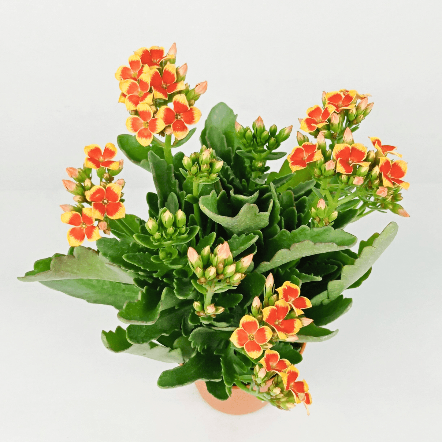 Kalanchoe - Pot 10.5cm