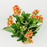 Kalanchoe (Local) - Pot 10.5cm