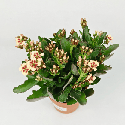 Kalanchoe - Pot 10.5cm