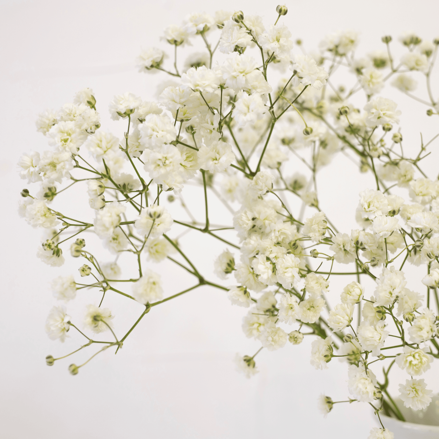 Gypsophila Million Stars / Baby's Breath - White (500g)