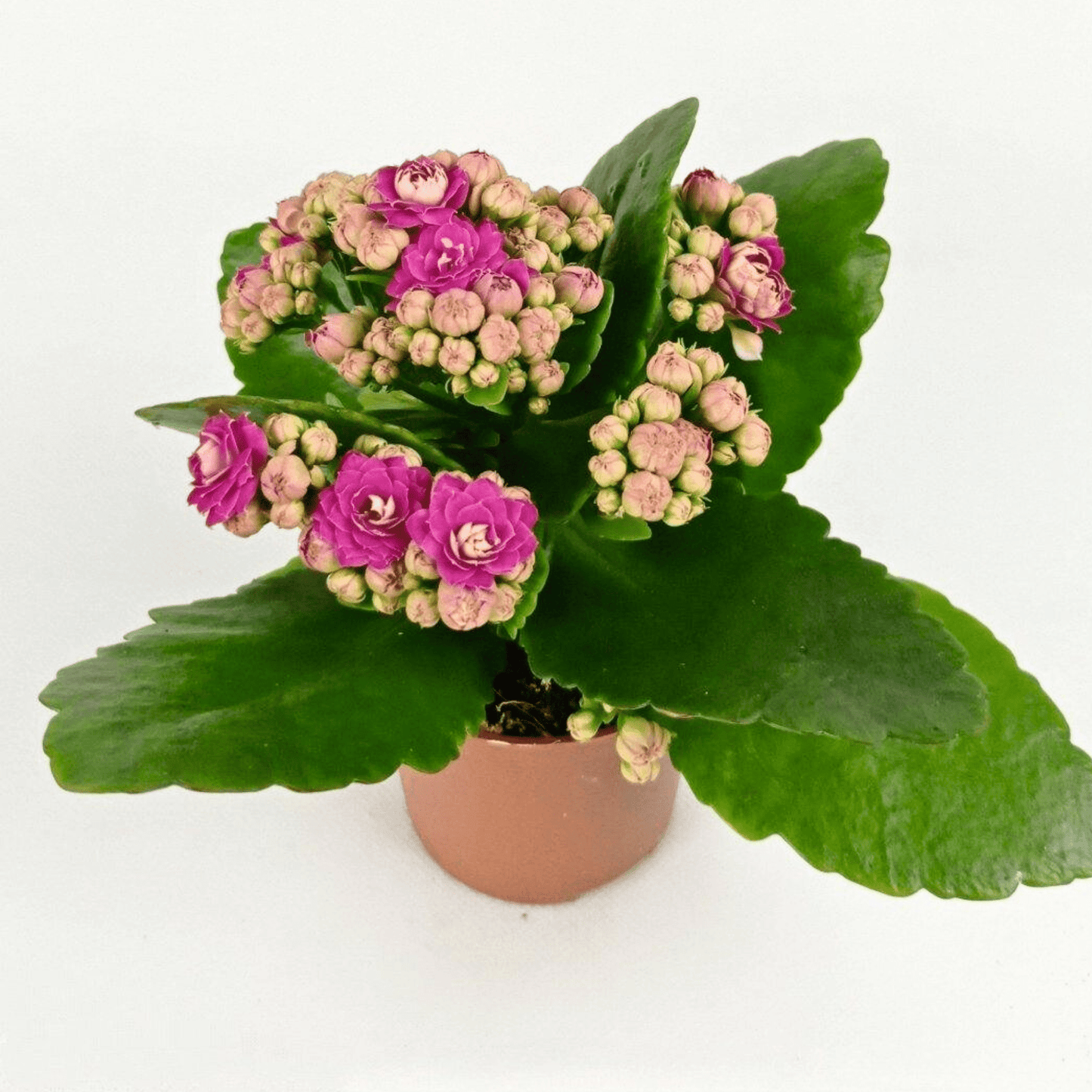 Kalanchoe - Pot 10.5cm