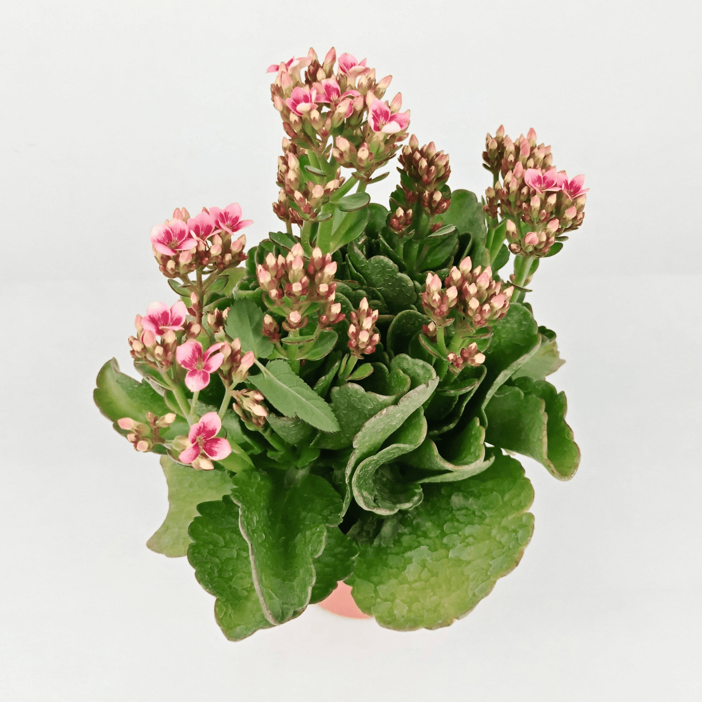 Kalanchoe - Pot 10.5cm