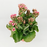 Kalanchoe (Local) - Pot 10.5cm