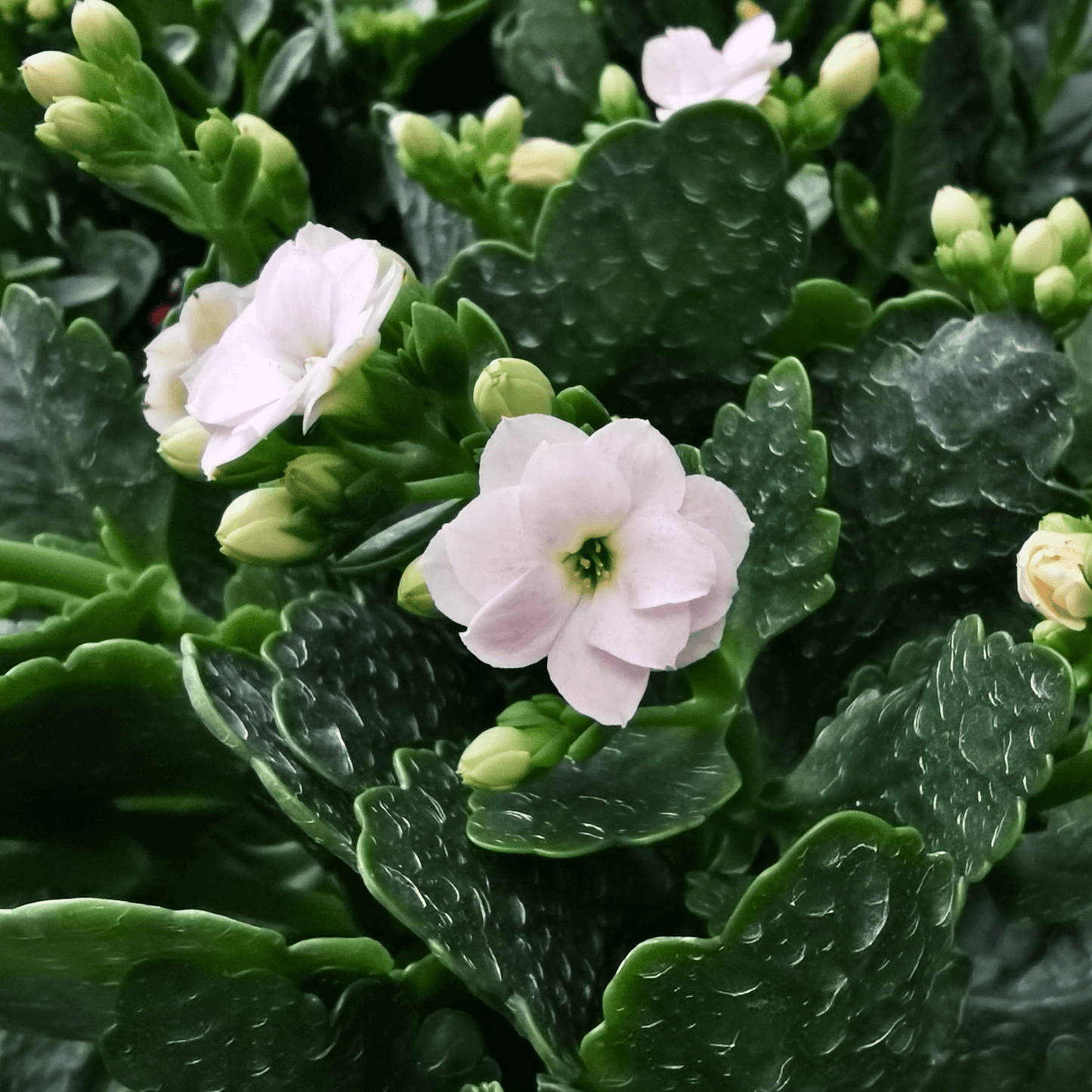 Kalanchoe - Pot 10.5cm