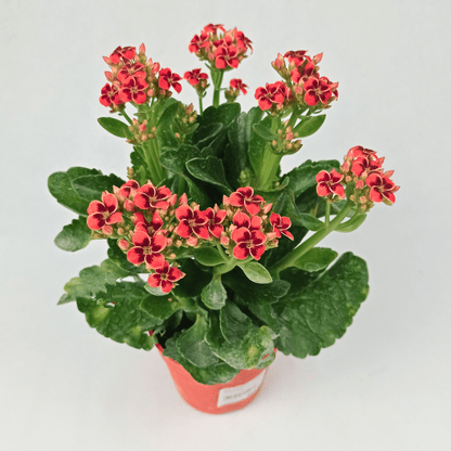 Kalanchoe - Pot 10.5cm