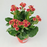 Kalanchoe (Local) - Pot 10.5cm