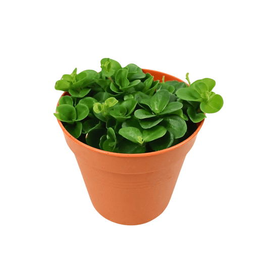 Pot Peperomia Rotund P85  - Green