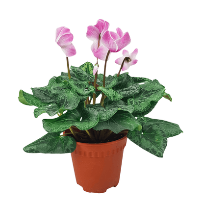 Cyclamen P150