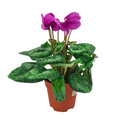 Cyclamen P150