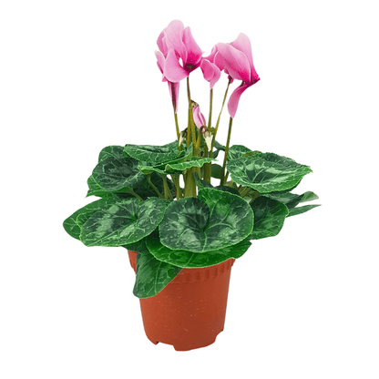 Cyclamen P150