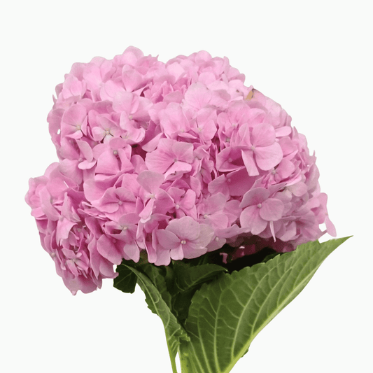 Hydrangea - Cherry Pink