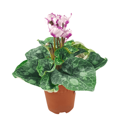 Cyclamen P150