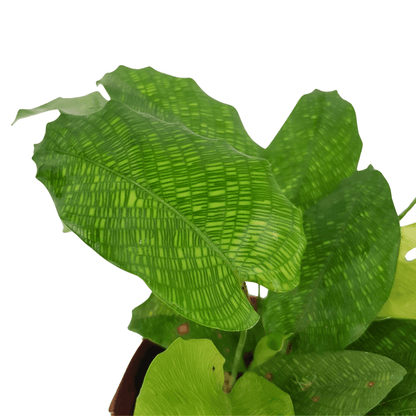 Calathea Musaica (P110)