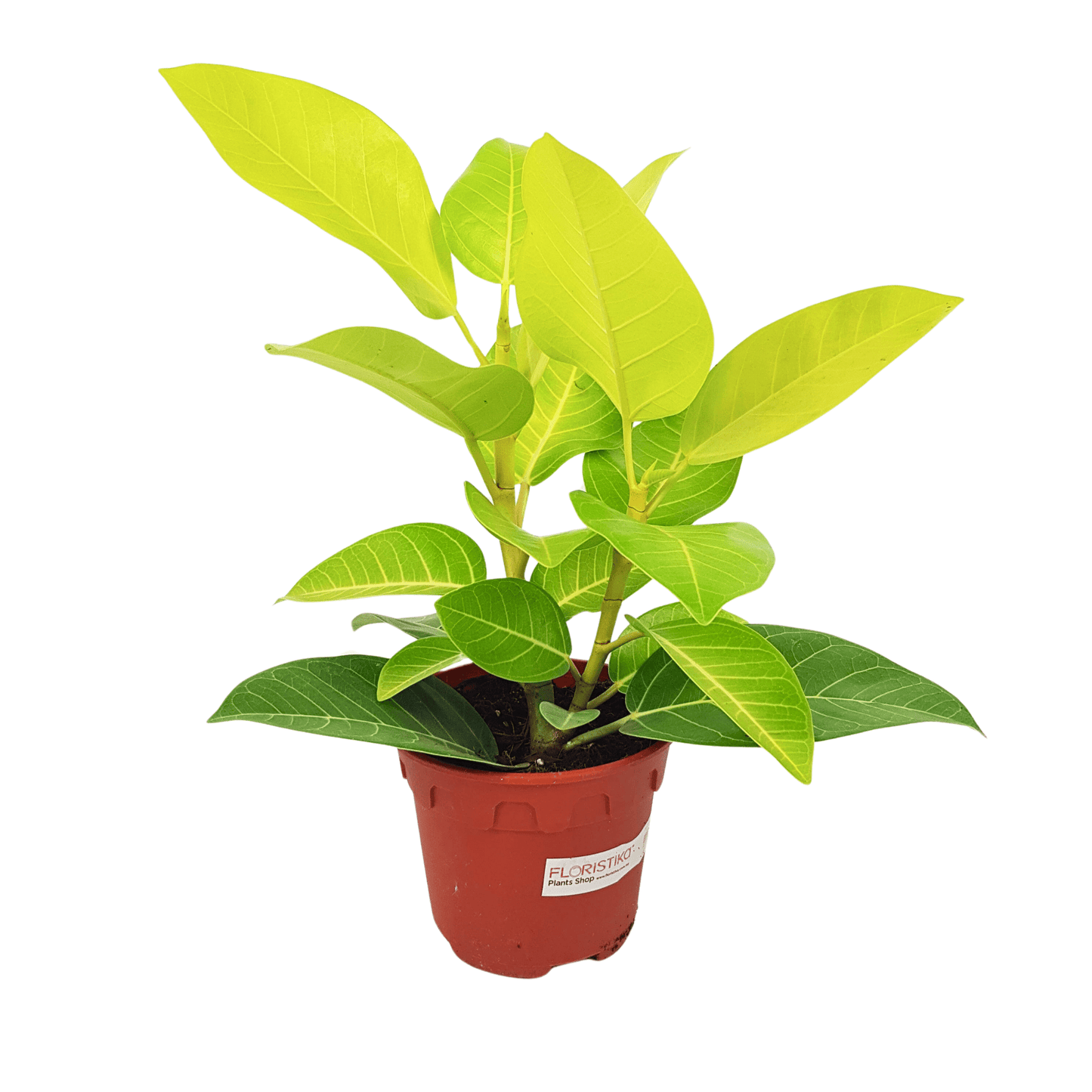 Ficus Gold (P150)