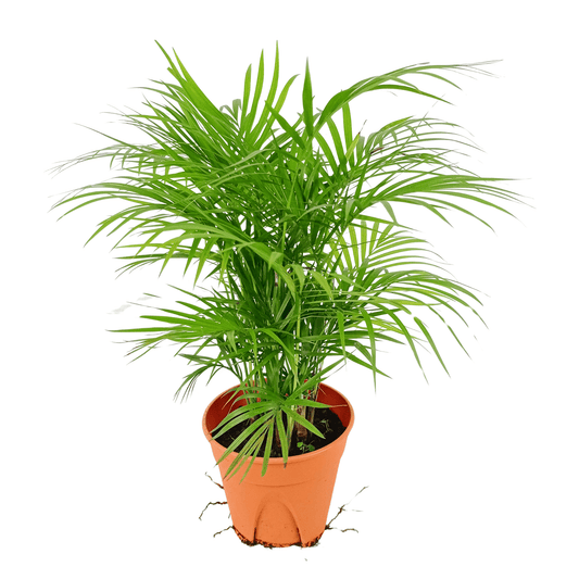 Pot Jawa Palm P150 - Green