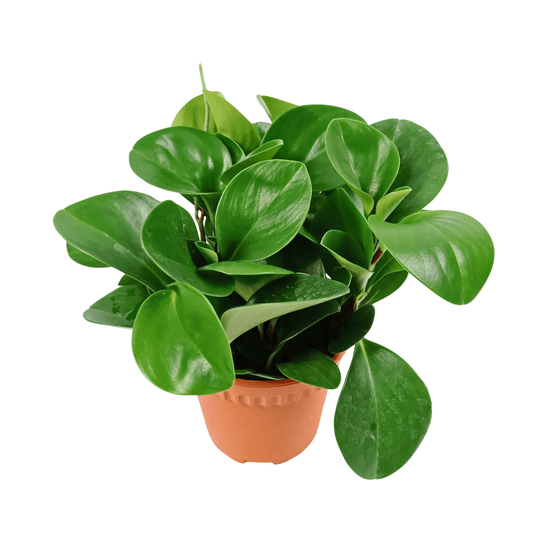 Pot Peperomia Agryeia (P150)