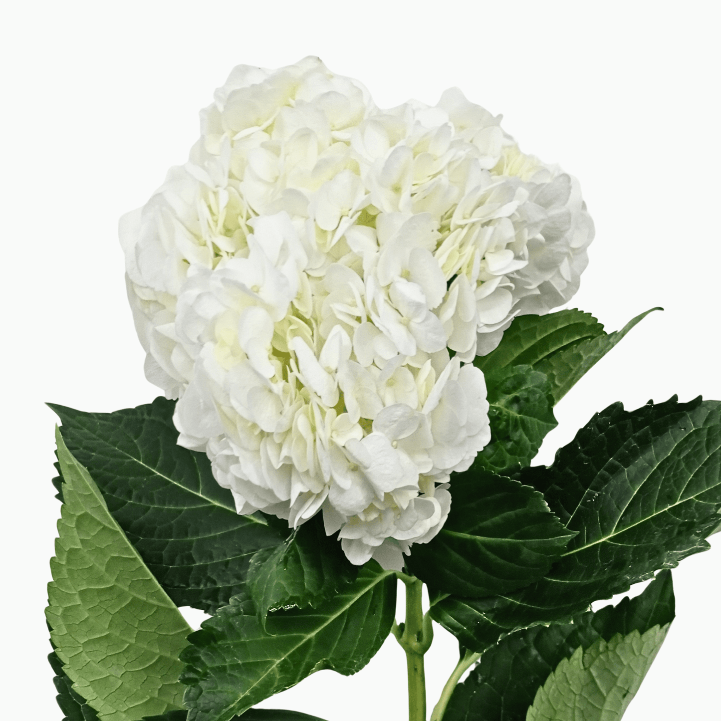 Hydrangea - White