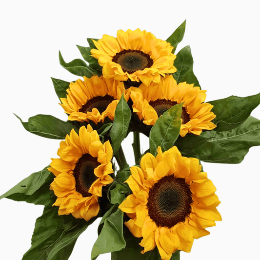 Helianthus Sunflower