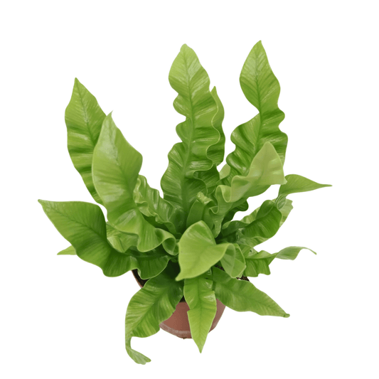 Asplenium Curly Wave - 8cm