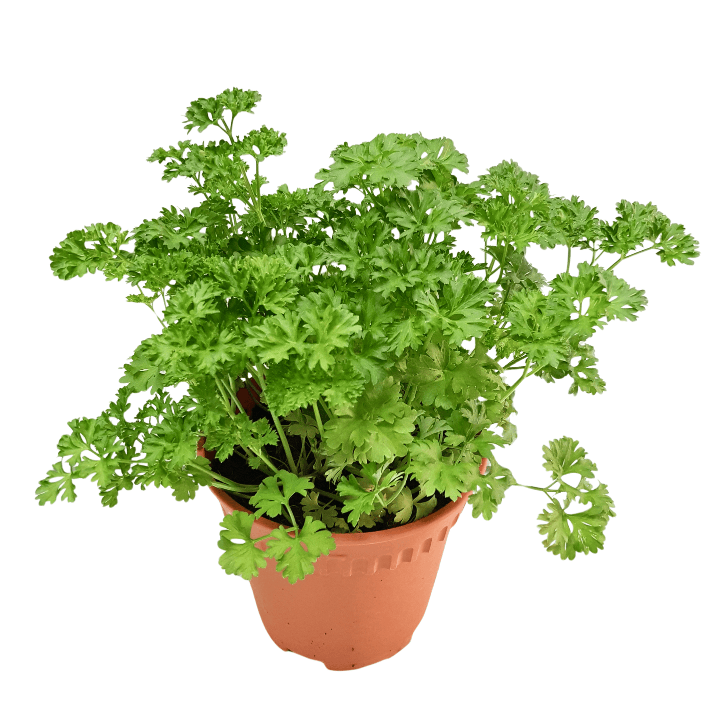 Pot Parsley - Green