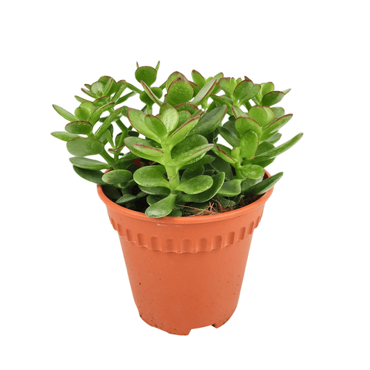 Pot Crassula P150