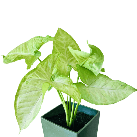 Pot Syngonium P85 - 2 Tone Green