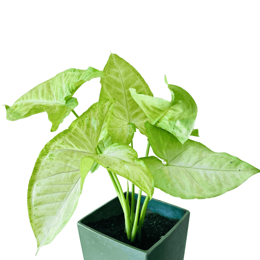 Pot Syngonium P85 (Local) - 2 Tone Green