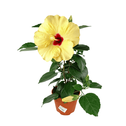 Hibiscus (P150)