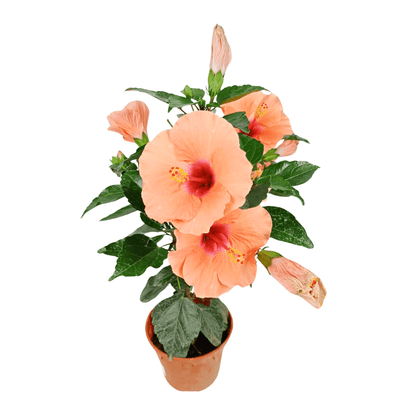 Hibiscus (P150)