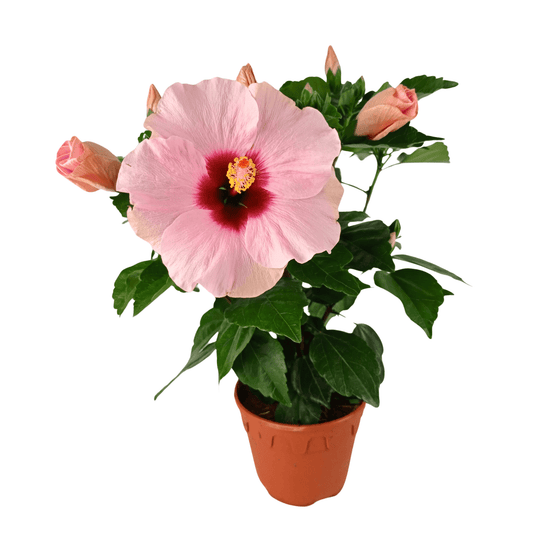 Hibiscus (P150)