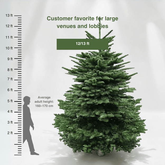 Real Christmas Tree (12/13 ft.) - Premium Grade Noble Fir