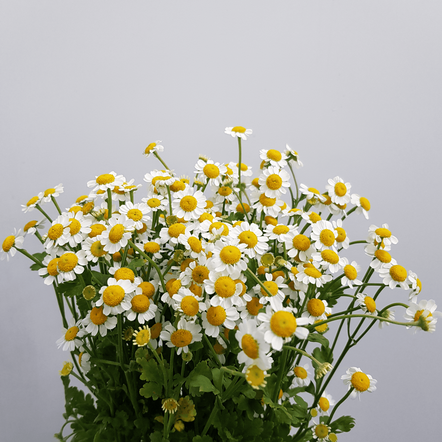 Chamomile / Matricaria - 300g