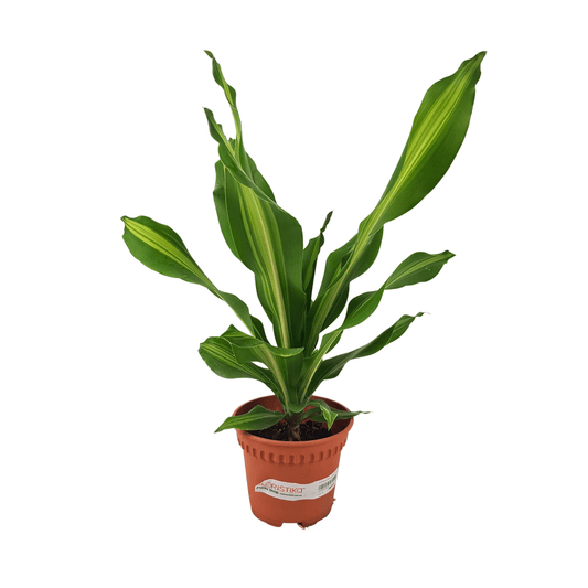 Dracaena Lindenii P120