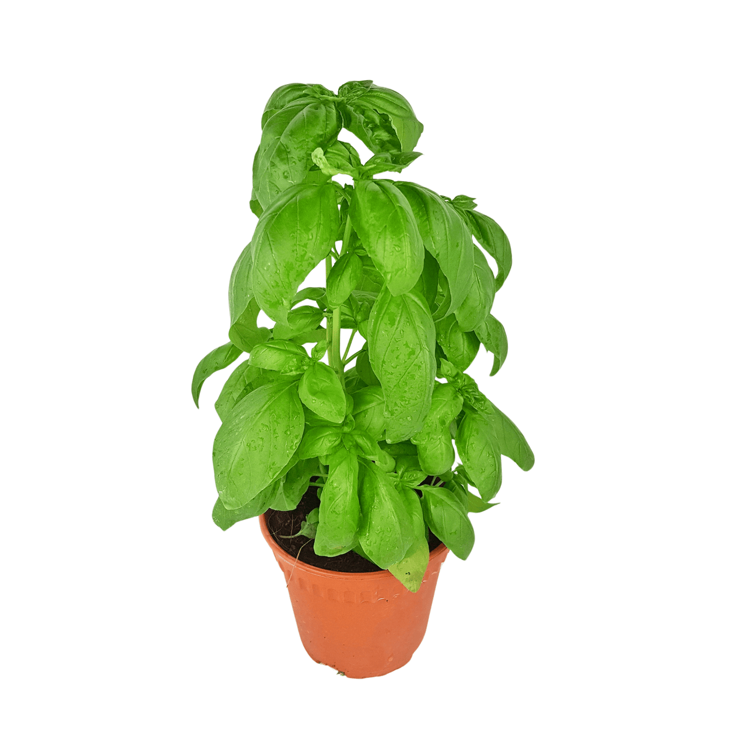 POT SWEET BASIL