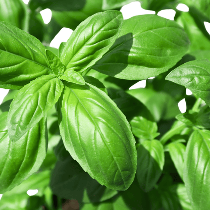 POT SWEET BASIL