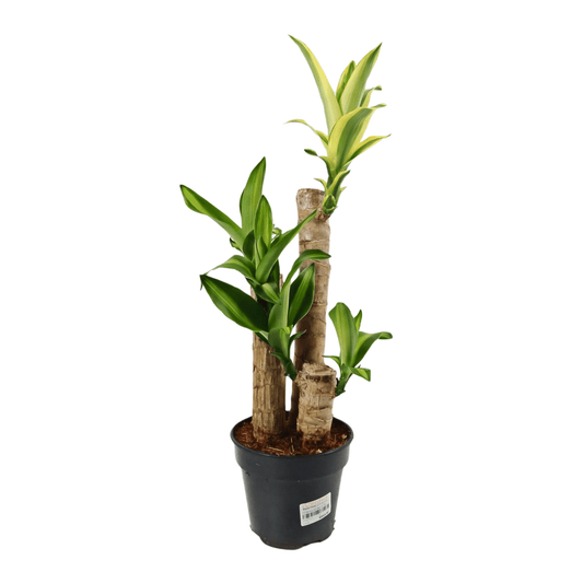 Pot Dracaena Fragrans 150  - 2 Tone Yellow Green