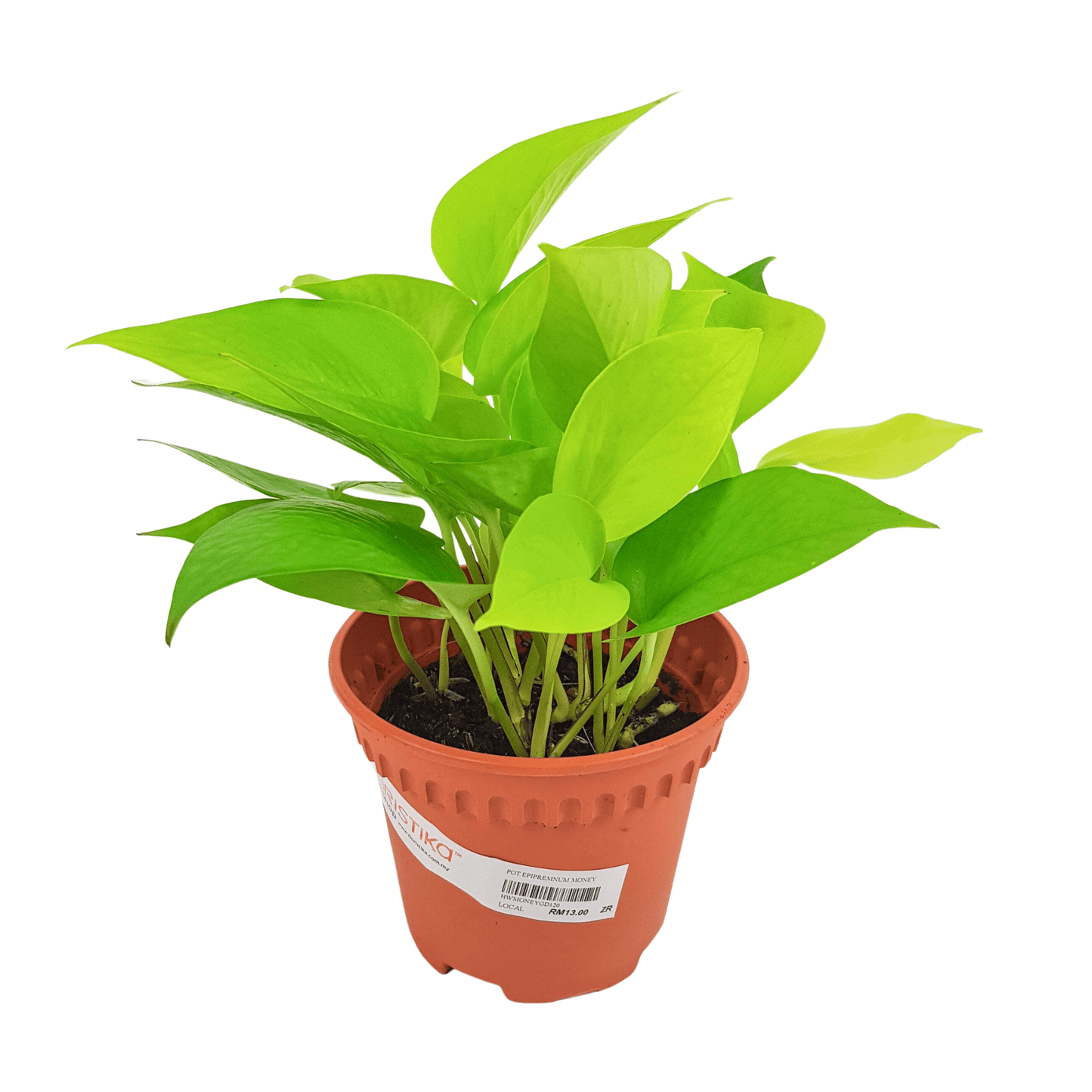 Epipremnum Money Plant - Neon Green (P120)