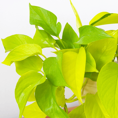 Epipremnum Money Plant - Neon Green (P120)