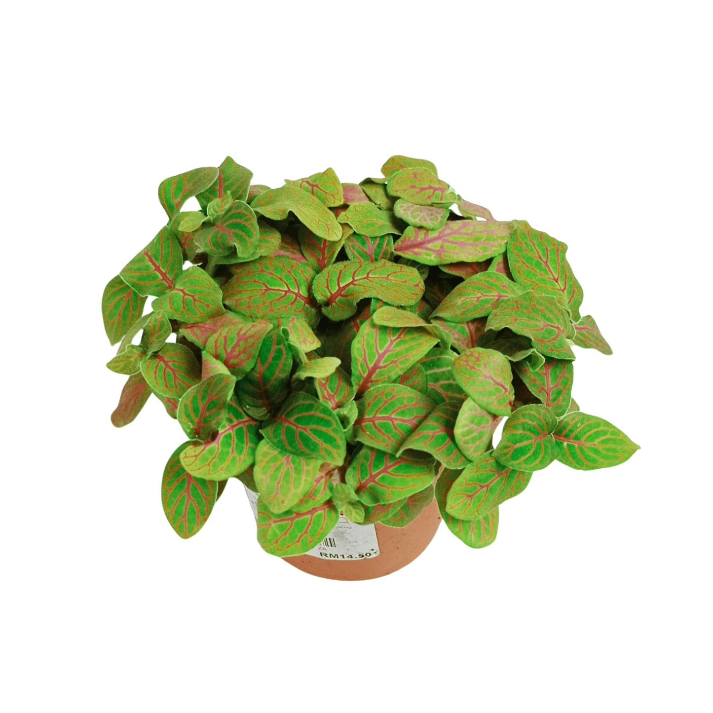 Pot Fittonia P85  - 2 Tone Red Green