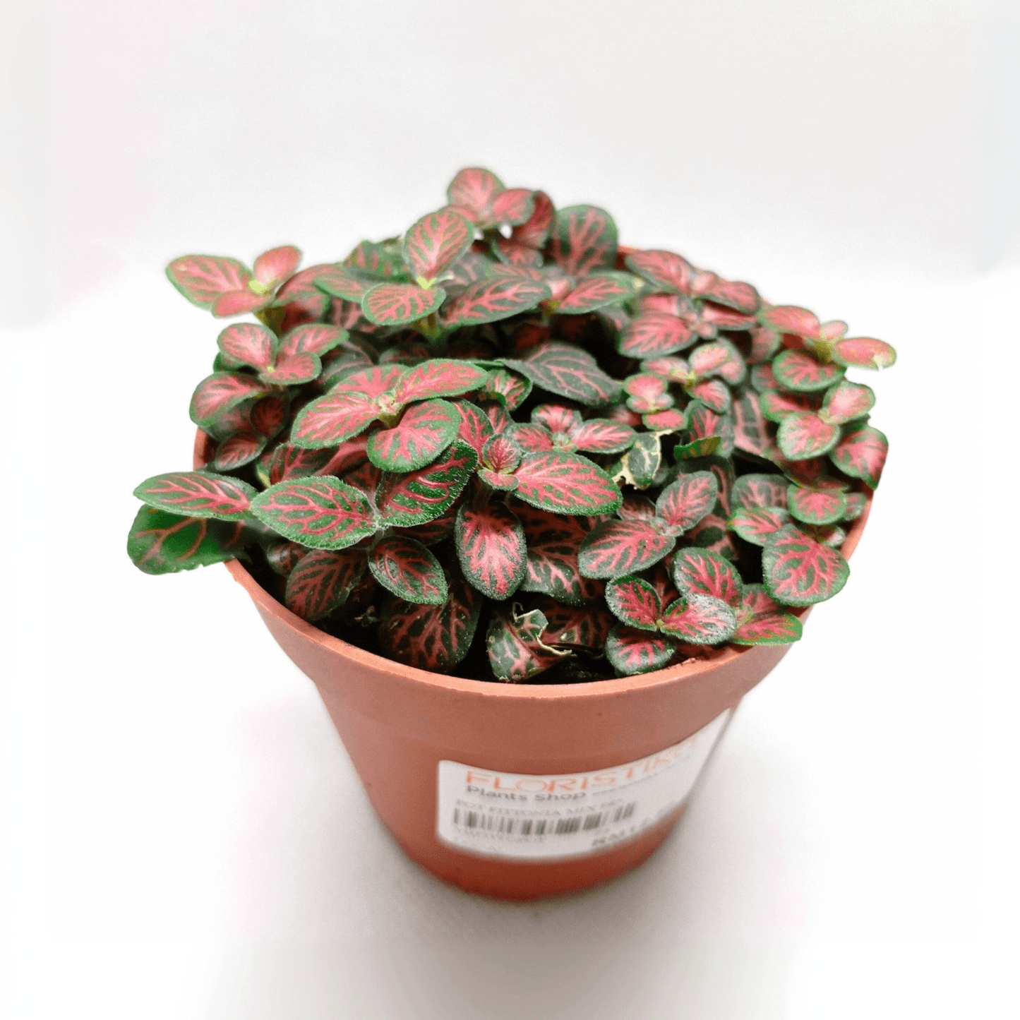 Pot Fittonia P85  - 2 Tone Red Green