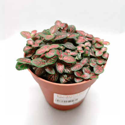 Pot Fittonia P85  - 2 Tone Red Green