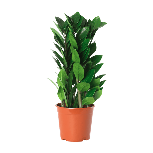 Pot Zamioculcas P160 - Green