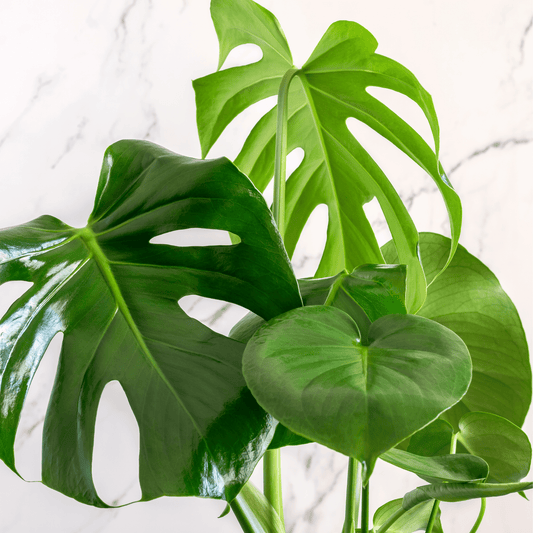 Monstera Deliciosa (P150)