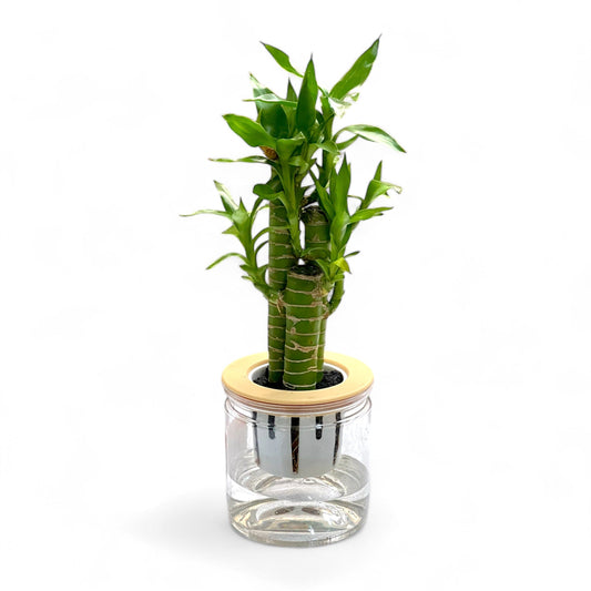 Dracaena Sanderiana P110 (Hydroponic Pot)