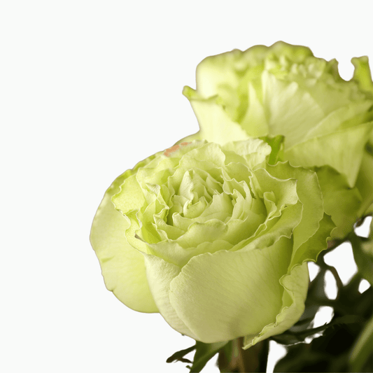 Spray Rose - Green