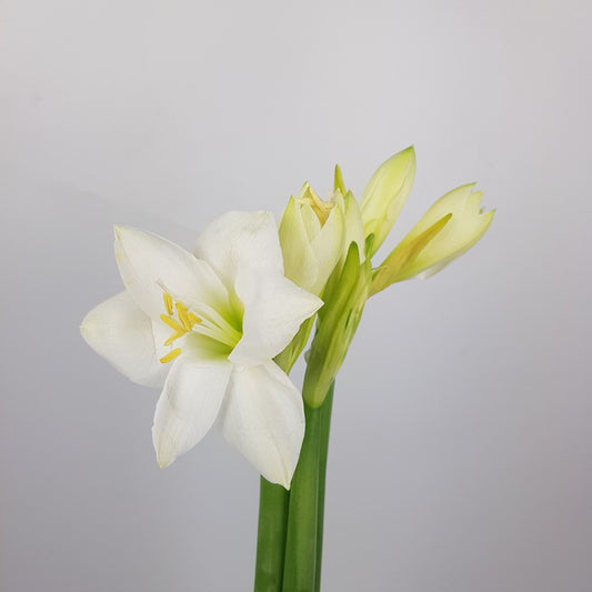 Amaryllis Casablanca  - White (3 Stems)